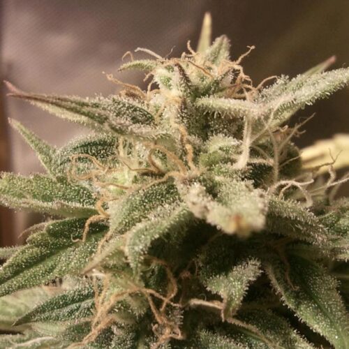 Bubble Auto Feminised Seeds