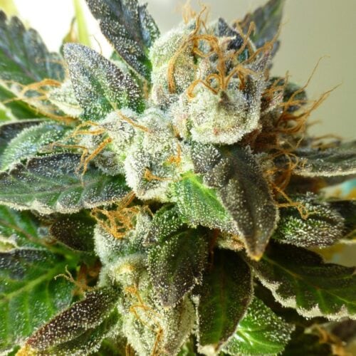 Bubble Crack Auto Regular Seeds - 8