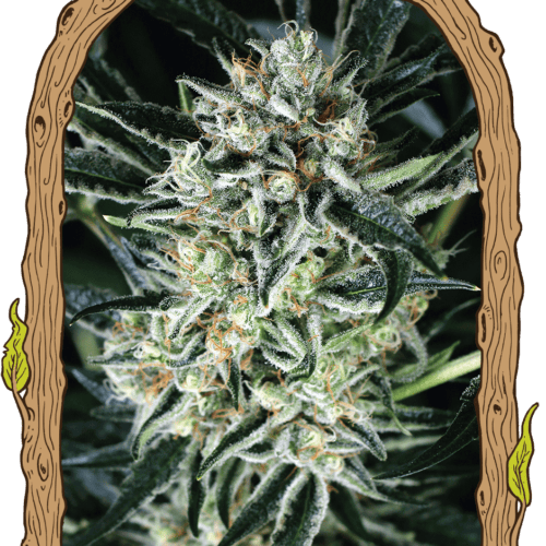 Jelly Bananas Feminised Seeds