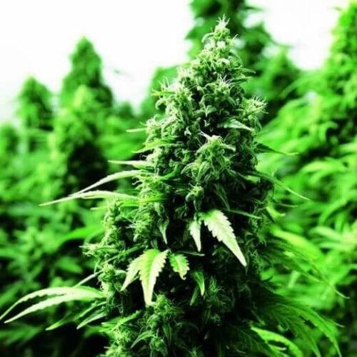Ogre Auto Feminised Seeds