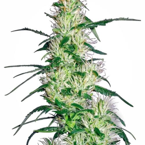 Purple Haze Feminised Seeds
