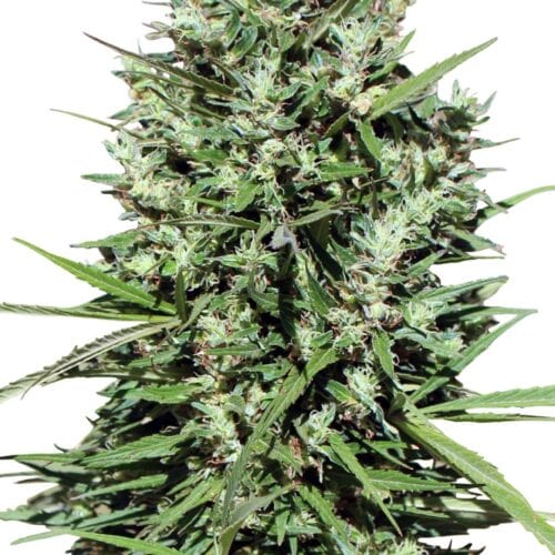 Morocco Beldia Kif Cannabis Seeds by Ace Seeds