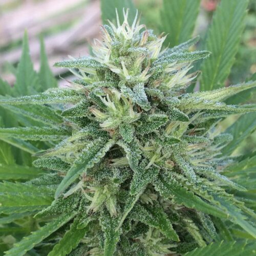 Panama x Bangi Haze Regular Seeds by Ace Seeds