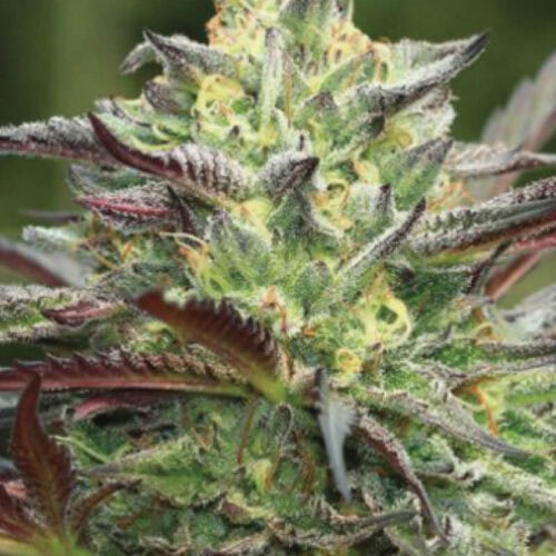 All Gas OG Feminised Cannabis Seeds by Humboldt Seed Co.