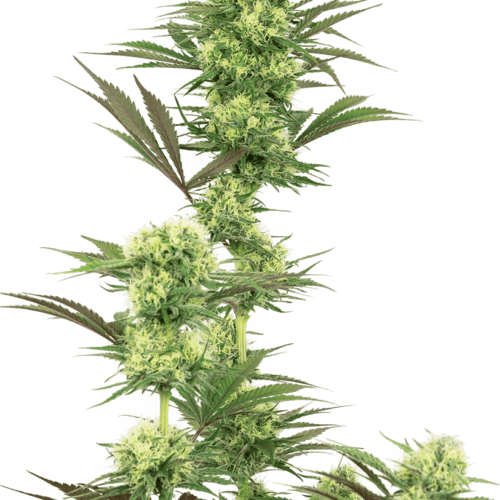 Guava Jelly Feminised Cannabis Seeds by White Label Seed Company