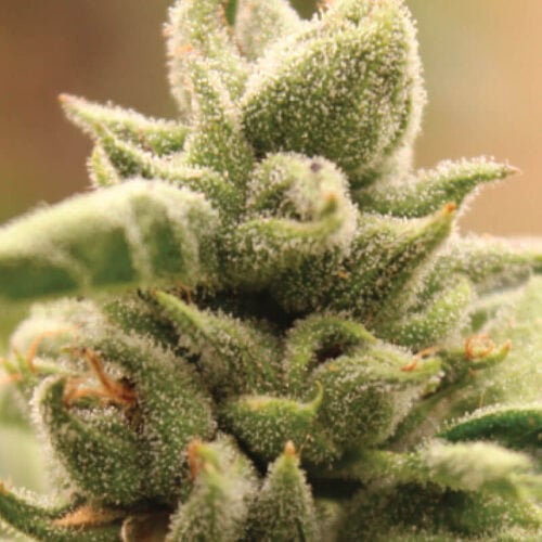 Mango Sherbert Feminised Cannabis Seeds by Humboldt Seed Co.