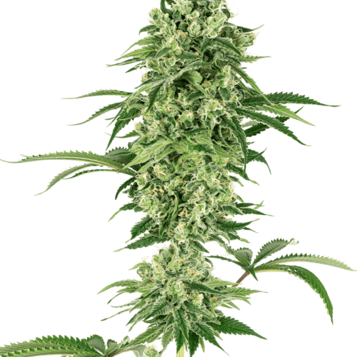 Nicole Hindu Kush Feminised Cannabis Seeds by White Label Seed Company