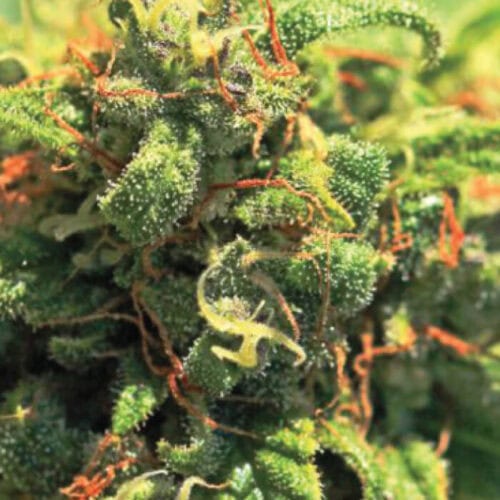 Pineapple Upside Down Cake Feminised Cannabis Seeds by Humboldt Seed Co.