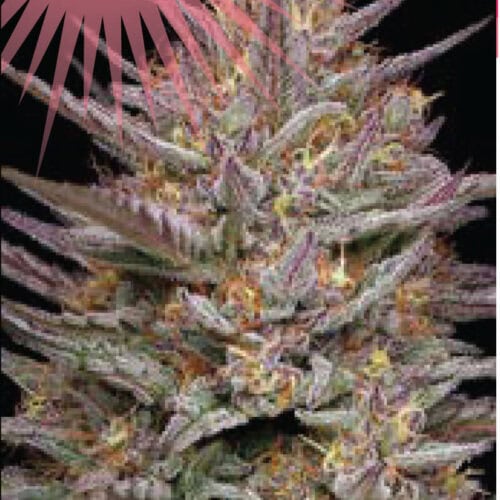 Raspberry Parfait Feminised Cannabis Seeds by Humboldt Seed Co