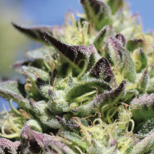 Vanilla Frosting Feminised Cannabis Seeds by Humboldt Seed Co.