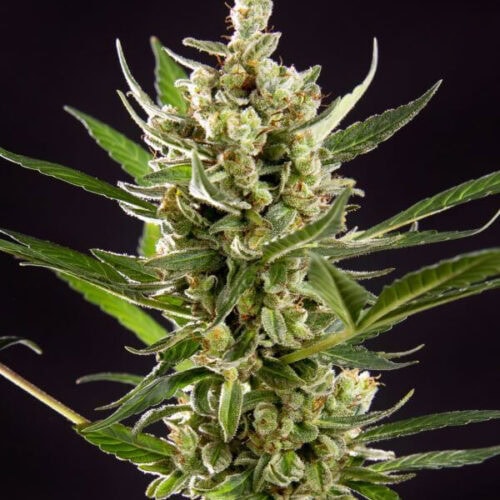 Wedding Cake Auto Feminised Seeds