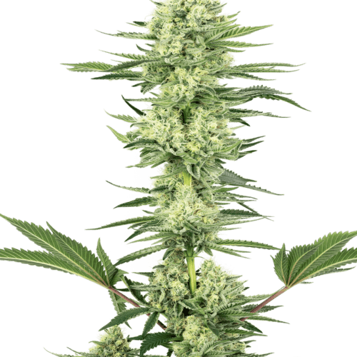 White Gorilla Haze Feminised Cannabis Seeds by White Label Seed Company