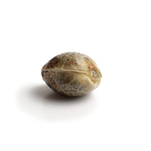 Lemongrass Feminised Cannabis Seeds by Amsterdam Genetics