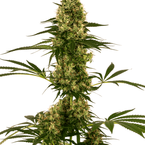 Blue Bullet Auto Feminised Cannabis Seeds by Sensi Seeds