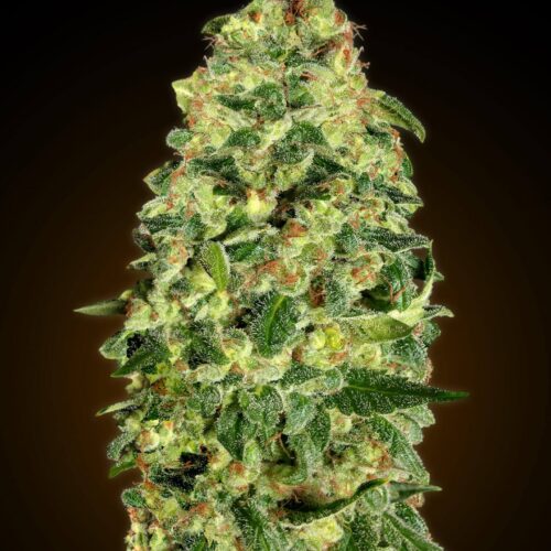 Auto California Kush Feminised Cannabis Seeds by 00 Seeds