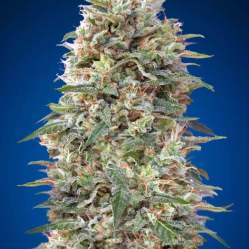 California Kush Feminised Cannabis Seeds by 00 Seeds
