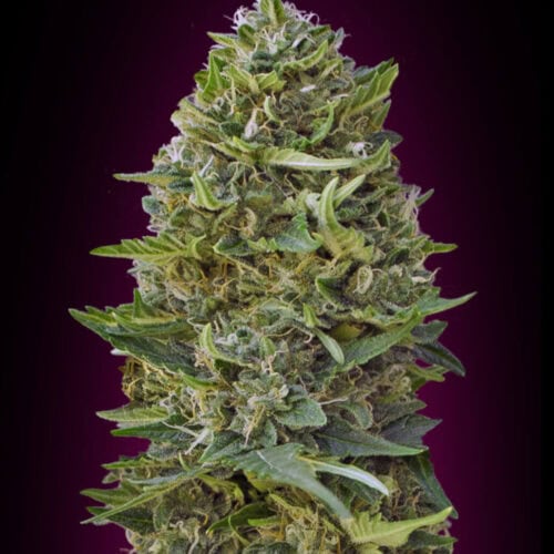 Caramel Kush Feminised Cannabis Seeds by 00 Seeds