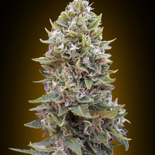 Cheese Berry Auto Feminised
