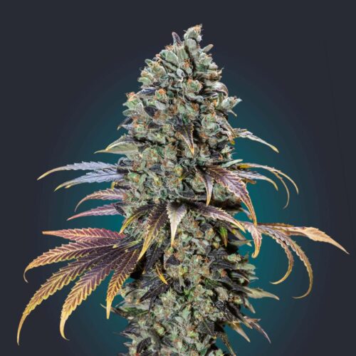 Chocolate Cream Feminised Cannabis Seeds by 00 Seeds