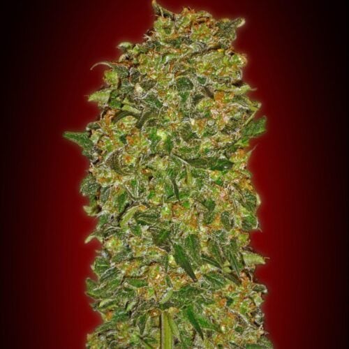 Chocolate Kush Feminised Cannabis Seeds by 00 Seeds