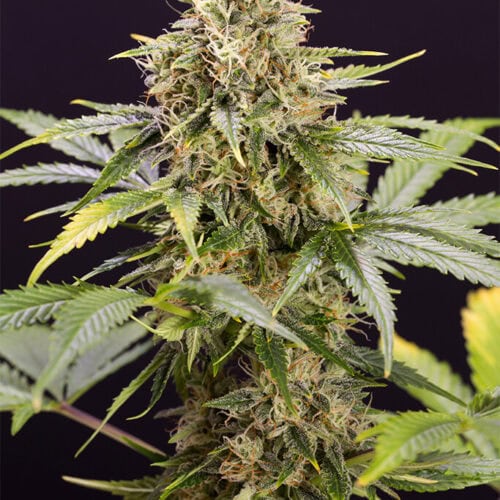 Chocolate Mint OG Auto Feminised Cannabis Seeds by Humboldt Seed Organization
