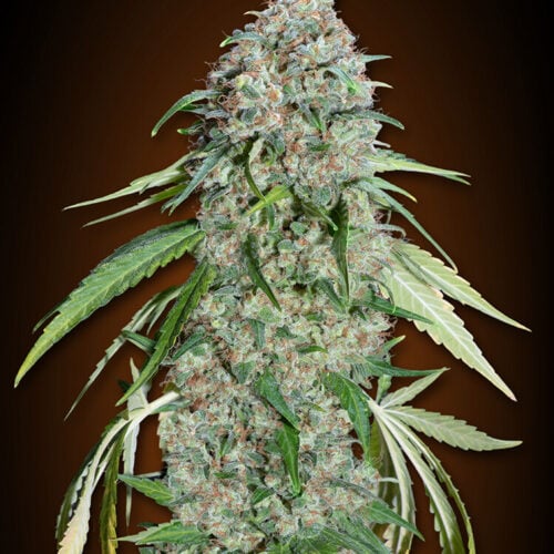 Chocolate Skunk CBD Feminised Cannabis Seeds by 00 Seeds