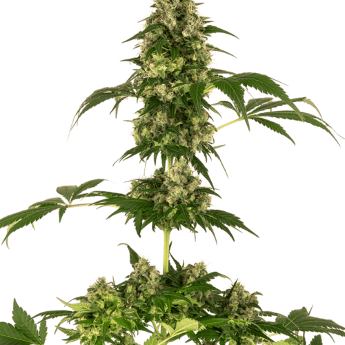 Cobalt Haze Feminised Cannabis Seeds by Sensi Seeds