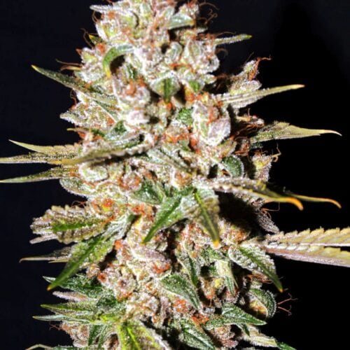 Gelato Feminised Seeds