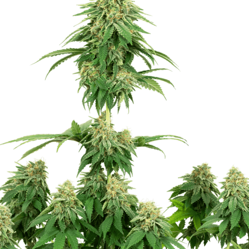 Girl Scout Cookies Feminised Seeds
