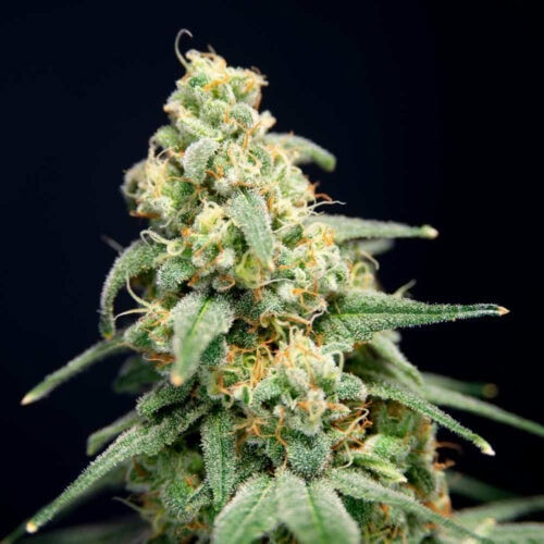Here Comes The Barb Feminised Seeds - 6