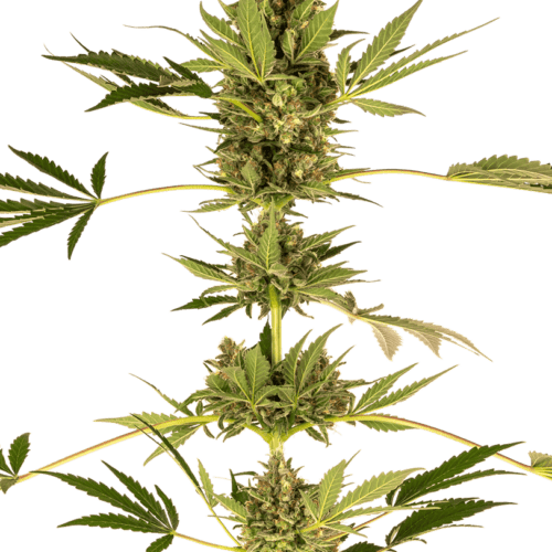 Himalayan CBD Feminised Cannabis Seeds by Sensi Seeds