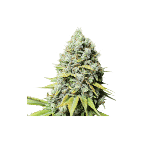 Kosher Haze Regular Seeds