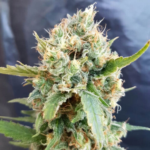 Nicole Kush Feminised Seeds