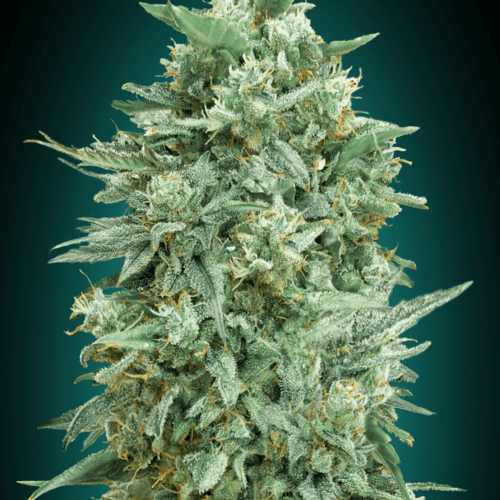 Northern Lights XXL Auto Feminised Seeds