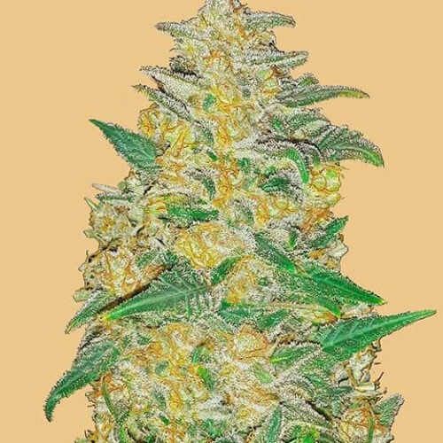 Original AK Auto Feminised Seeds
