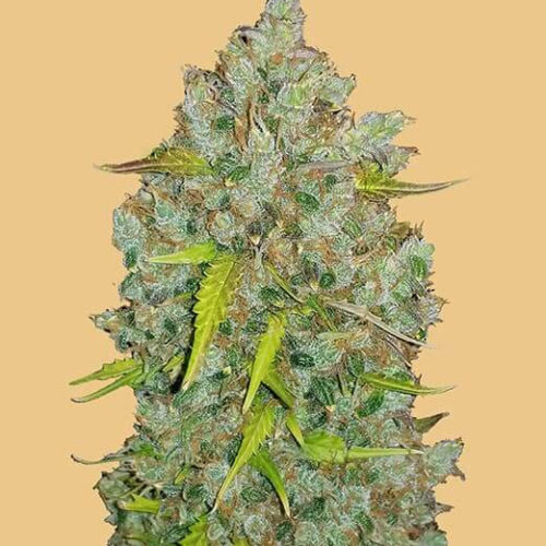 Original BubbleGum Auto Feminised Seeds