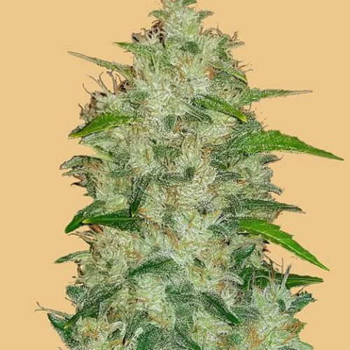 Original Chemdawg Auto Feminised Seeds
