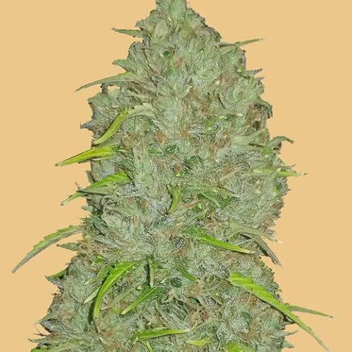 Original Jack Herer Auto Feminised Seeds