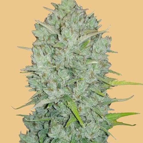 Original Northern Lights Auto Feminised Seeds