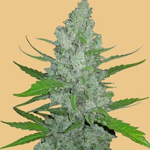Original Sour Diesel Auto Feminised Seeds