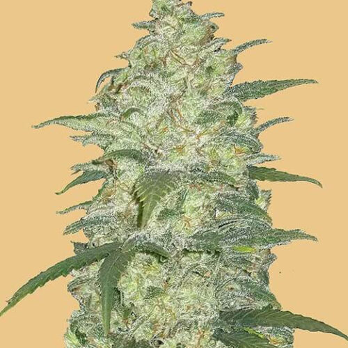 Original White Widow Auto Feminised Seeds