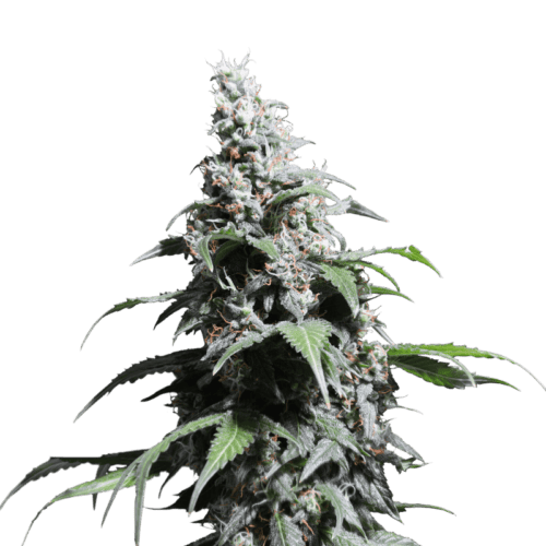 Pineapple Poison Feminised Cannabis Seeds by Super Sativa Seed Club