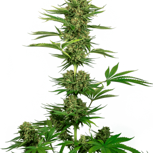 Satin Black Domina CBD Feminised Cannabis Seeds by Sensi Seeds