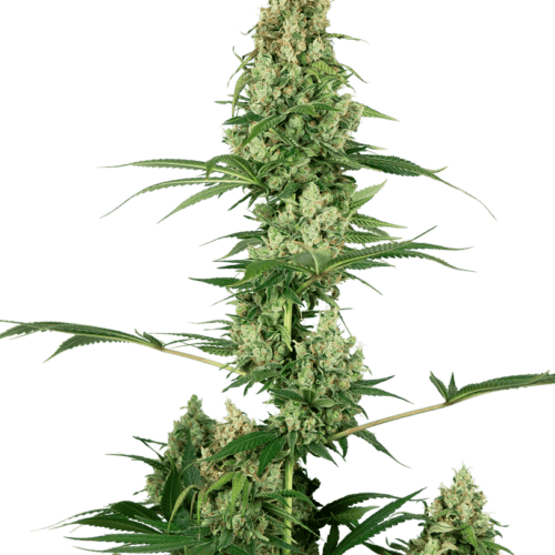 Silver Fire Feminised Cannabis Seeds by Sensi Seeds