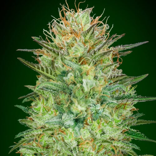 Sweet Critical Auto Feminised Cannabis Seeds by 00 Seeds