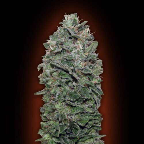Sweet Soma Feminised Cannabis Seeds by 00 Seeds