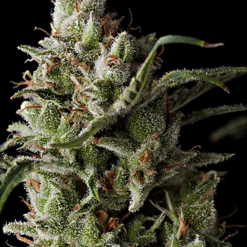 The Funk Feminised Seeds - 5