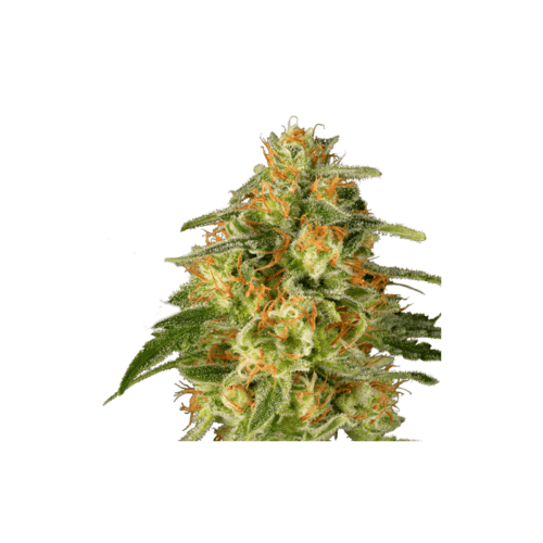 TNT Trichome Feminised Cannabis Seeds by Super Sativa Seed Club