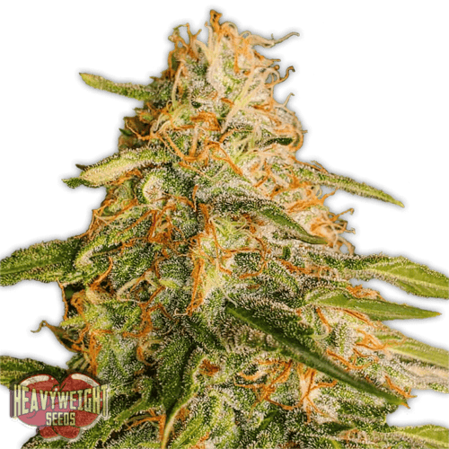 Tropic Punch Feminised Cannabis Seeds by Heavyweight Seeds