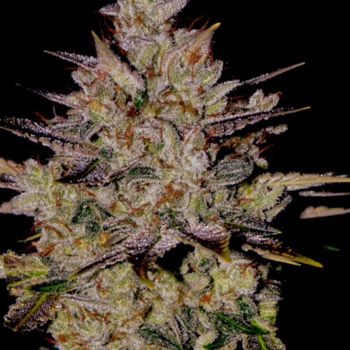 Wedding Cake Auto Feminised Seeds